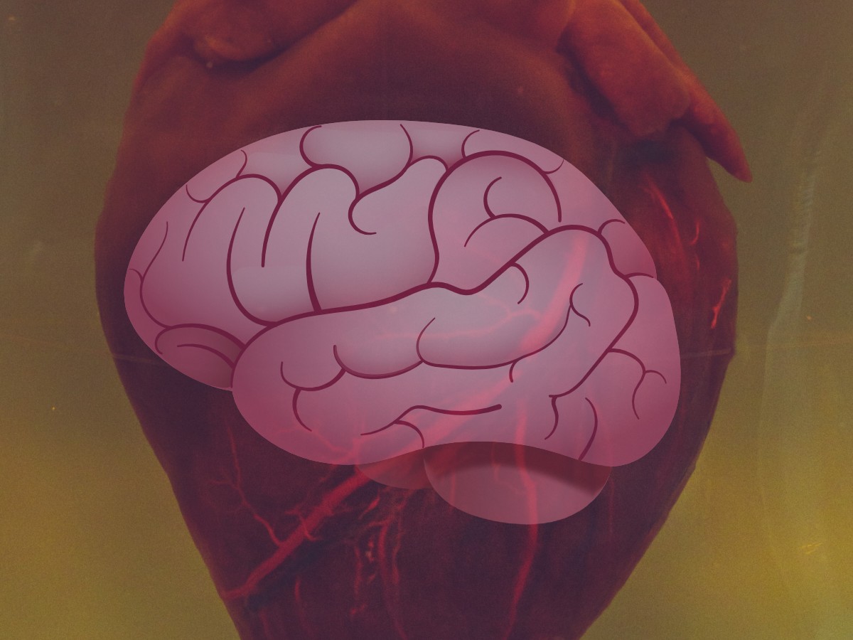 Read more about the article A szív és az agy koherenciája