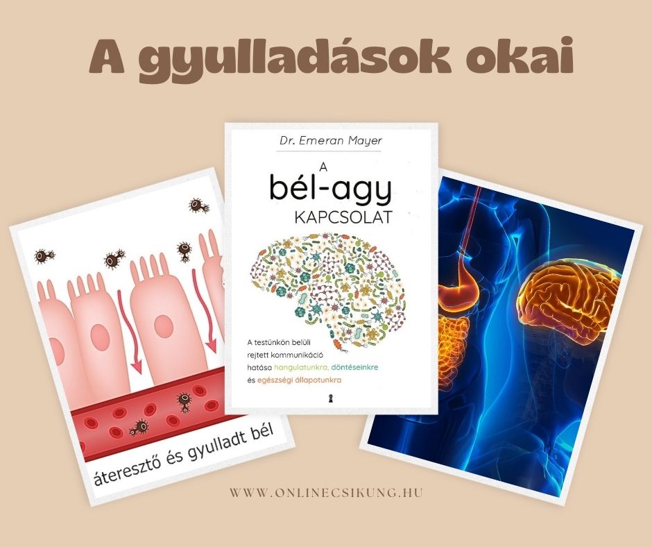 Read more about the article Az agy és bél kapcsolata, a gyulladások okai